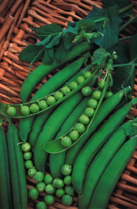 Picture of Pea Lincoln